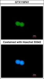 Anti-Mre11 antibody used in Immunocytochemistry/ Immunofluorescence (ICC/IF). GTX118741