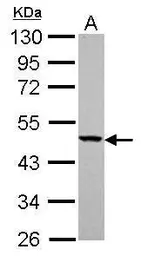 Anti-YARS2 antibody used in Western Blot (WB). GTX119009