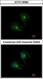 Anti-PTPRH antibody [C2C3], C-term used in Immunocytochemistry/ Immunofluorescence (ICC/IF). GTX119064