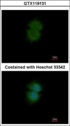 Anti-TBL2 antibody used in Immunocytochemistry/ Immunofluorescence (ICC/IF). GTX119131