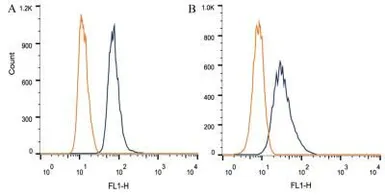 Anti-DAP5 antibody [39C534.1] used in Flow cytometry (FCM). GTX11929