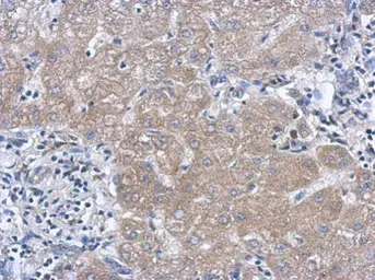 Anti-IL27 antibody [N1C3-2] used in IHC (Paraffin sections) (IHC-P). GTX119293