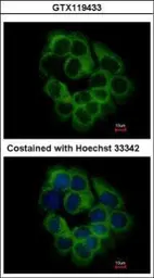 Anti-KIR2DS2 antibody used in Immunocytochemistry/ Immunofluorescence (ICC/IF). GTX119433