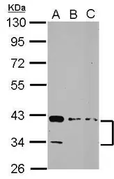 Anti-ALP / PDLIM3 antibody used in Western Blot (WB). GTX119505