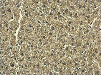 Anti-RAB20 antibody [N1C3] used in IHC (Paraffin sections) (IHC-P). GTX119559