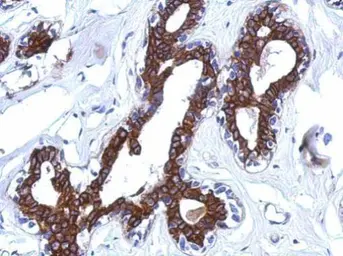 Anti-AGBL4 antibody [N2C3] used in IHC (Paraffin sections) (IHC-P). GTX119799