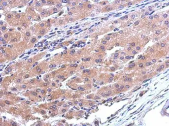 Anti-CATSPERB antibody [N1N2], N-term used in IHC (Paraffin sections) (IHC-P). GTX119836