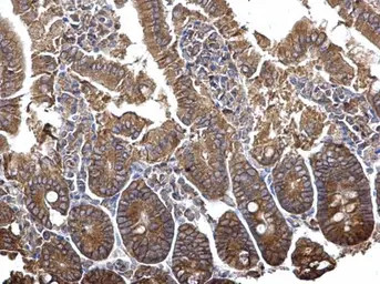 Anti-PLSCR4 antibody used in IHC (Paraffin sections) (IHC-P). GTX120007