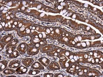 Anti-DYNC1LI1 antibody used in IHC (Paraffin sections) (IHC-P). GTX120114