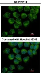 Anti-DYNC1LI1 antibody used in Immunocytochemistry/ Immunofluorescence (ICC/IF). GTX120114