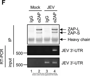 Anti-ZC3HAV1 antibody [N3C2], Internal used in Western Blot and Immunoprecipitation (WB IP). GTX120134