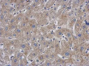 Anti-GCC1 antibody [C1C3] used in IHC (Paraffin sections) (IHC-P). GTX120148