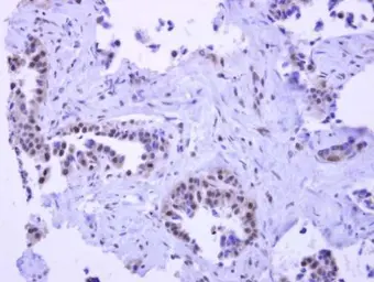 Anti-Pygopus 2 antibody used in IHC (Paraffin sections) (IHC-P). GTX120215