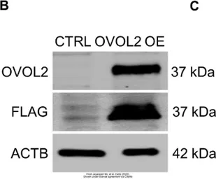 Anti-OVOL2 antibody used in Western Blot (WB). GTX120220