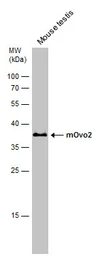 Anti-OVOL2 antibody used in Western Blot (WB). GTX120220