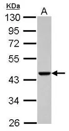 Anti-ACTRT1 antibody used in Western Blot (WB). GTX120431