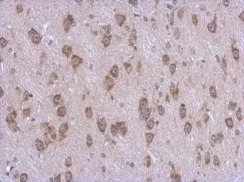 Anti-STAMBPL1 antibody [N3C3] used in IHC (Paraffin sections) (IHC-P). GTX120491