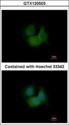 Anti-FBXL16 antibody [N2C3] used in Immunocytochemistry/ Immunofluorescence (ICC/IF). GTX120503