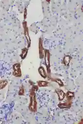 Anti-Kallikrein 1 antibody used in IHC (Paraffin sections) (IHC-P). GTX12058