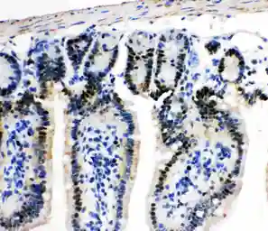 Anti-MCM2 antibody used in IHC (Paraffin sections) (IHC-P). GTX12059