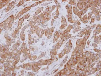 Anti-FAM120A antibody used in IHC (Paraffin sections) (IHC-P). GTX120824