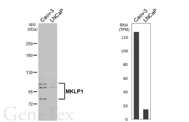 Anti-MKLP1 antibody [N1N2], N-term used in Western Blot (WB). GTX120875