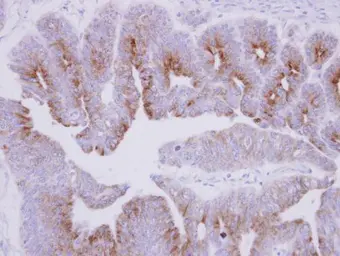 Anti-MAP7 antibody [C2C3], C-term used in IHC (Paraffin sections) (IHC-P). GTX120907