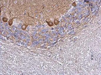 Anti-MTUS2 antibody used in IHC (Paraffin sections) (IHC-P). GTX120919