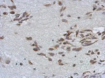 Anti-SSFA2 antibody used in IHC (Paraffin sections) (IHC-P). GTX121070
