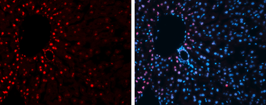 Anti-Histone H3K27me3 (Tri-methyl Lys27) antibody used in IHC (Frozen sections) (IHC-Fr). GTX121184