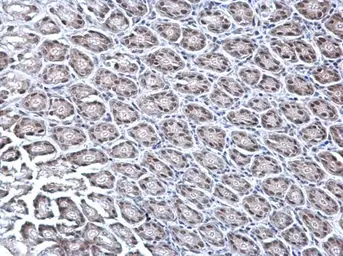 Anti-KDM6A antibody [N2C1], Internal used in IHC (Paraffin sections) (IHC-P). GTX121246