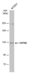 Anti-CNTN5 antibody [C1C3] used in Western Blot (WB). GTX121400