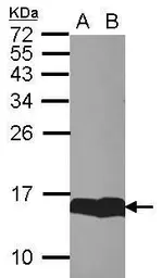 Anti-FABP7 antibody [N1C3] used in Western Blot (WB). GTX121467