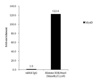 Anti-Histone H3K9me3 (Tri-methyl Lys9) antibody used in ChIP assay (ChIP assay). GTX121677
