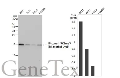 Anti-Histone H3K9me3 (Tri-methyl Lys9) antibody used in Western Blot (WB). GTX121677