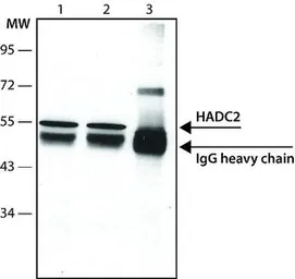 Anti-HDAC2 antibody [HDAC2-62] used in Immunoprecipitation (IP). GTX12169