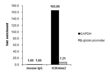 Anti-Histone H3K4me2 (Di-methyl Lys4) antibody used in ChIP assay (ChIP assay). GTX121915