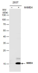 Anti-NME4 antibody used in Western Blot (WB). GTX121931