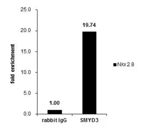 Anti-SMYD3 antibody used in ChIP assay (ChIP assay). GTX121956