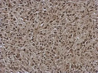 Anti-OSBPL9 antibody [C2C3], C-term used in IHC (Paraffin sections) (IHC-P). GTX121992