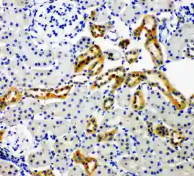 Anti-NOX4 antibody used in IHC (Paraffin sections) (IHC-P). GTX12205