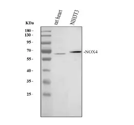 Anti-NOX4 antibody used in Western Blot (WB). GTX12205