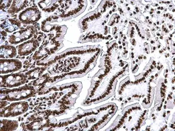 Anti-Histone H3 antibody used in IHC (Paraffin sections) (IHC-P). GTX122150