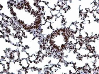 Anti-Histone H3 antibody used in IHC (Paraffin sections) (IHC-P). GTX122150
