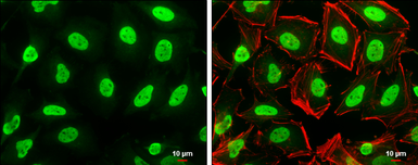 Anti-Histone H3 antibody used in Immunocytochemistry/ Immunofluorescence (ICC/IF). GTX122150
