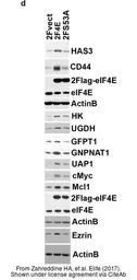 Anti-GNPNAT1 antibody [N1C3] used in Western Blot (WB). GTX122246