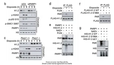 Anti-Histone H1.2 antibody used in Western Blot (WB). GTX122561