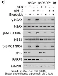 Anti-Histone H1.2 antibody used in Western Blot (WB). GTX122561