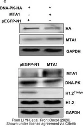 Anti-Histone H1.2 antibody used in Western Blot (WB). GTX122561