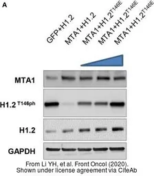 Anti-Histone H1.2 antibody used in Western Blot (WB). GTX122561